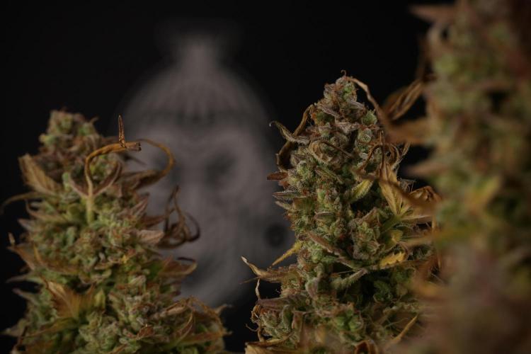 Lemon Cherry Gelato YumYum. Week 14 - Lemon Cherry Gelato no veg 12-12 from seed studio and harvest times 