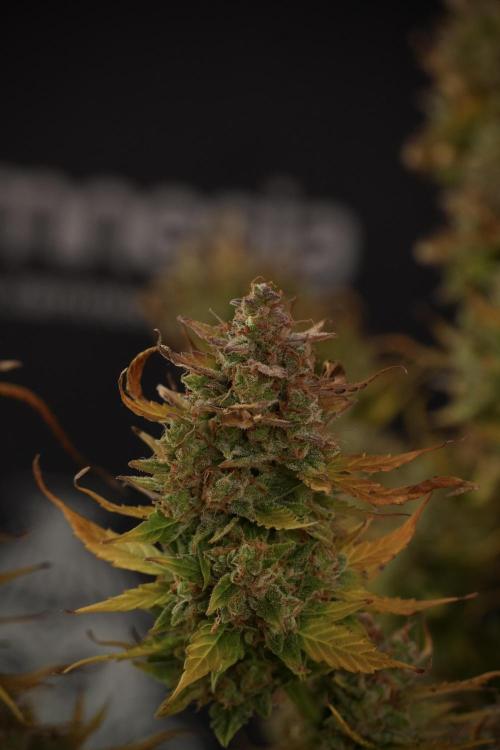 Lemon Cherry Gelato YumYum. Week 14 - Lemon Cherry Gelato no veg 12-12 from seed studio and harvest times 