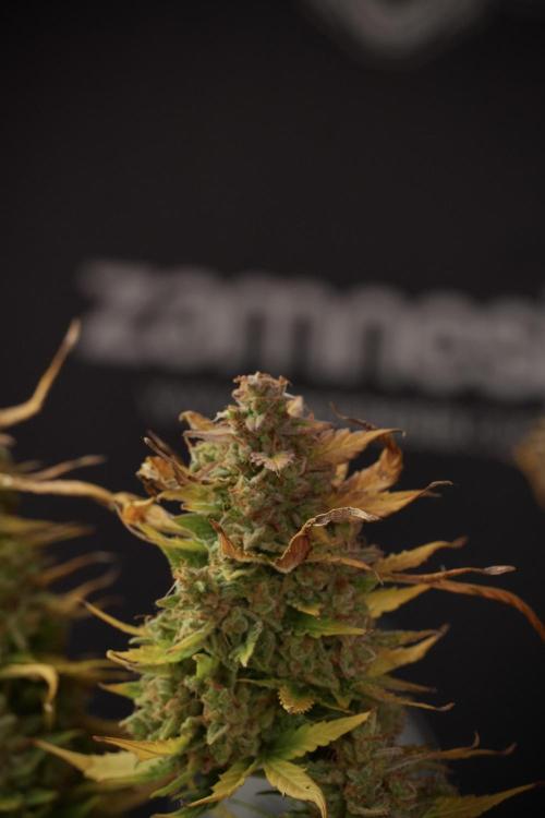 Lemon Cherry Gelato YumYum. Week 14 - Lemon Cherry Gelato no veg 12-12 from seed studio and harvest times 