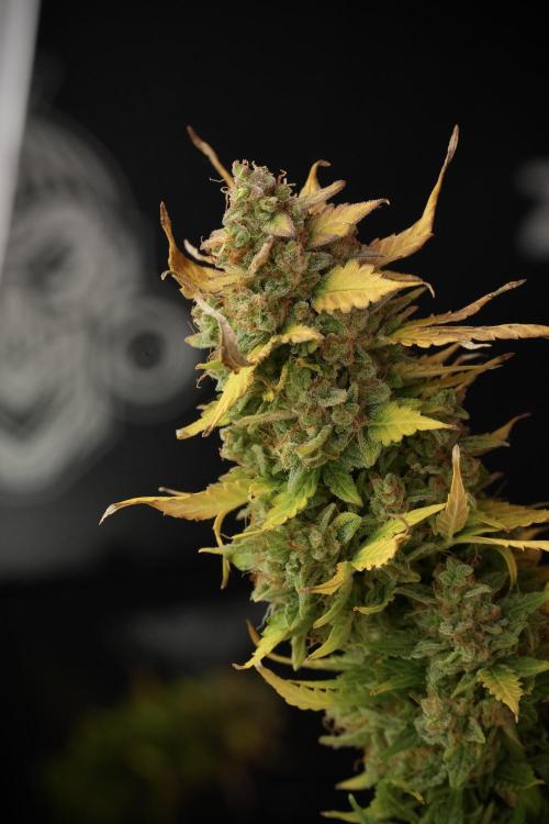 Lemon Cherry Gelato YumYum. Week 14 - Lemon Cherry Gelato no veg 12-12 from seed studio and harvest times 