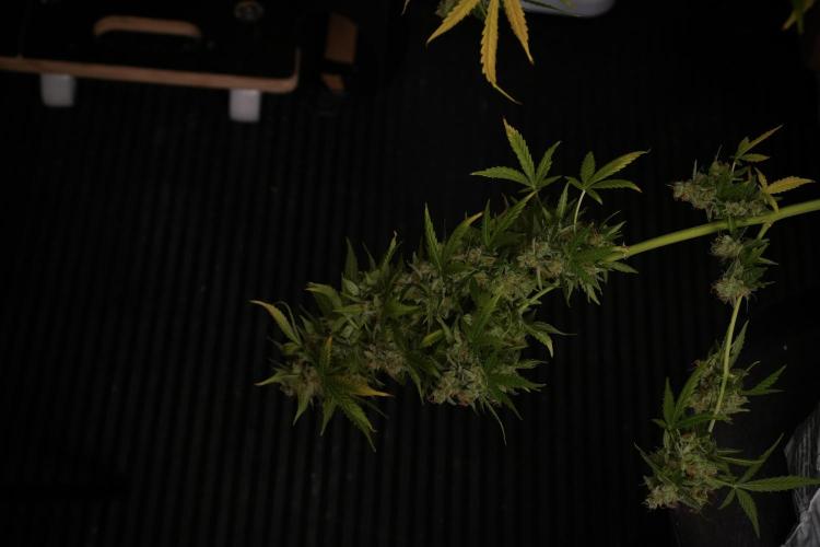 Lemon Cherry Gelato YumYum. Week 14 - Lemon Cherry Gelato no veg 12-12 from seed studio and harvest times 
