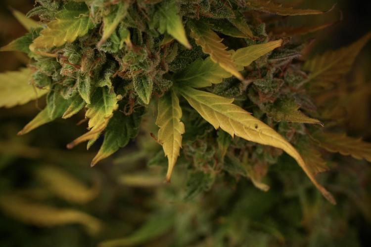 Lemon Cherry Gelato YumYum. Week 14 - Lemon Cherry Gelato no veg 12-12 from seed studio and harvest times 