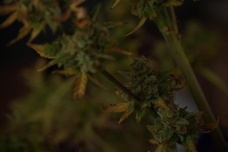 Lemon Cherry Gelato YumYum. Week 14 - Lemon Cherry Gelato no veg 12-12 from seed studio and harvest times 
