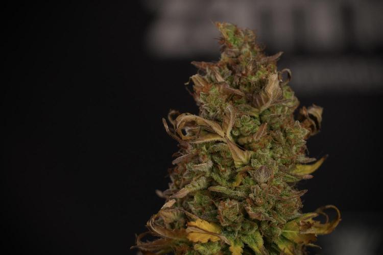Lemon Cherry Gelato YumYum. Week 14 - Lemon Cherry Gelato no veg 12-12 from seed studio and harvest times 