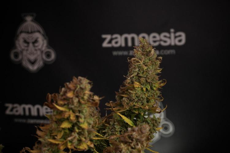 Lemon Cherry Gelato YumYum. Week 14 - Lemon Cherry Gelato no veg 12-12 from seed studio and harvest times 