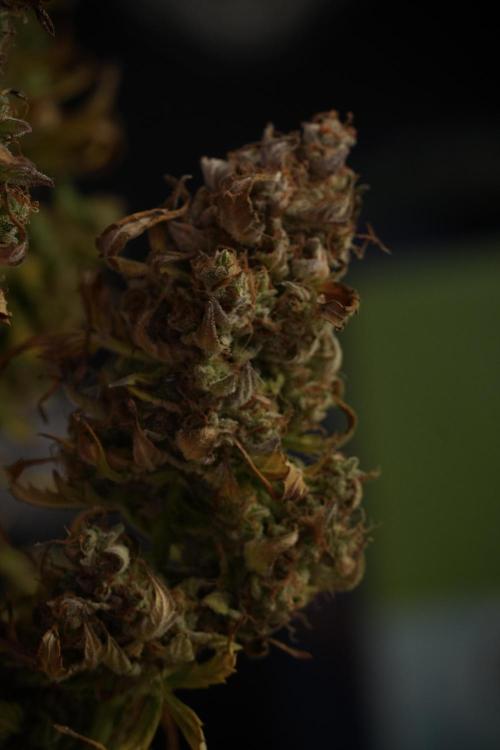 Lemon Cherry Gelato YumYum. Week 14 - Lemon Cherry Gelato no veg 12-12 from seed studio and harvest times 