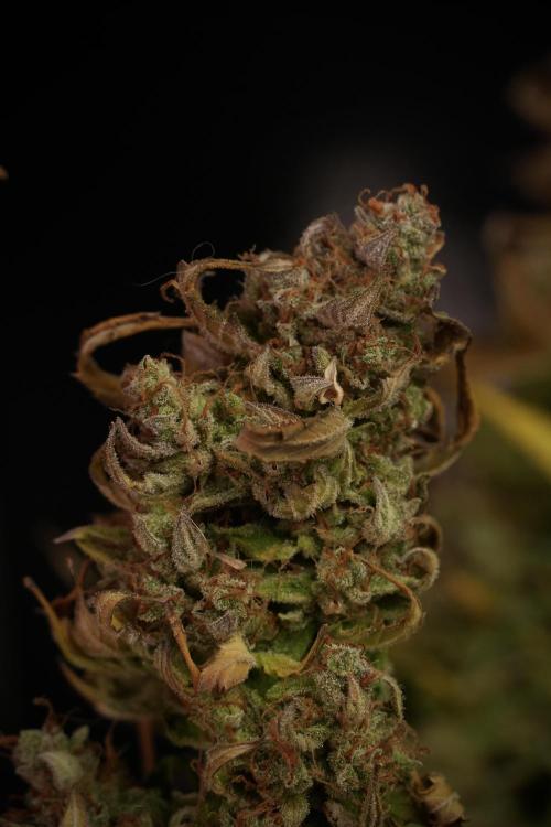 Lemon Cherry Gelato YumYum. Week 14 - Lemon Cherry Gelato no veg 12-12 from seed studio and harvest times 