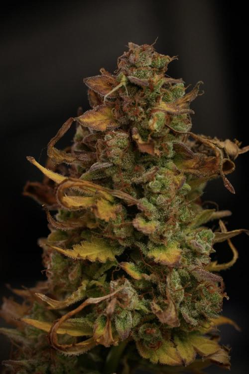 Lemon Cherry Gelato YumYum. Week 14 - Lemon Cherry Gelato no veg 12-12 from seed studio and harvest times 