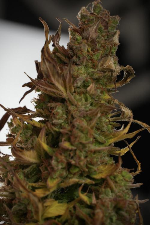 Lemon Cherry Gelato YumYum. Week 14 - Lemon Cherry Gelato no veg 12-12 from seed studio and harvest times 