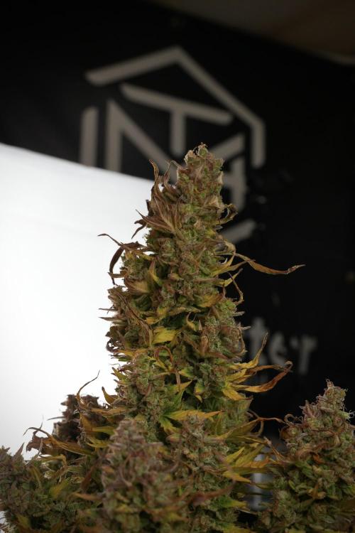 Lemon Cherry Gelato YumYum. Week 14 - Lemon Cherry Gelato no veg 12-12 from seed studio and harvest times 
