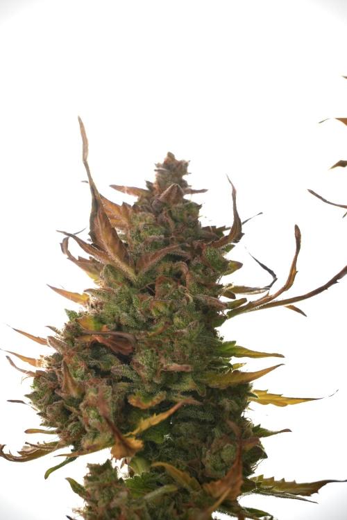 Lemon Cherry Gelato YumYum. Week 14 - Lemon Cherry Gelato no veg 12-12 from seed studio and harvest times 
