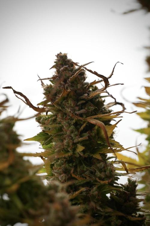Lemon Cherry Gelato YumYum. Week 14 - Lemon Cherry Gelato no veg 12-12 from seed studio and harvest times 