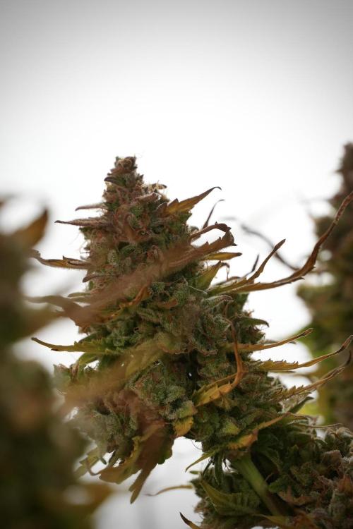 Lemon Cherry Gelato YumYum. Week 14 - Lemon Cherry Gelato no veg 12-12 from seed studio and harvest times 