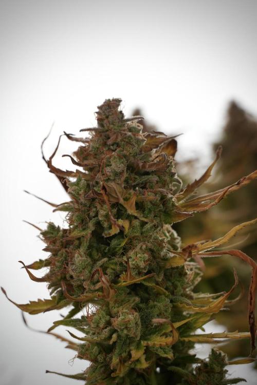 Lemon Cherry Gelato YumYum. Week 14 - Lemon Cherry Gelato no veg 12-12 from seed studio and harvest times 