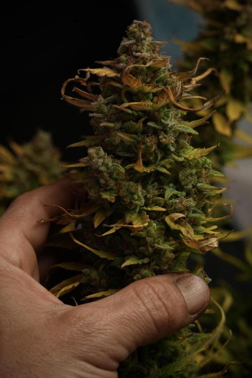 Lemon Cherry Gelato YumYum. Week 14 - Lemon Cherry Gelato no veg 12-12 from seed studio and harvest times 