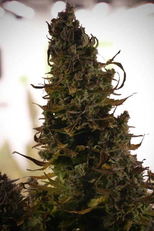 Lemon Cherry Gelato YumYum. Week 14 - Lemon Cherry Gelato no veg 12-12 from seed studio and harvest times 