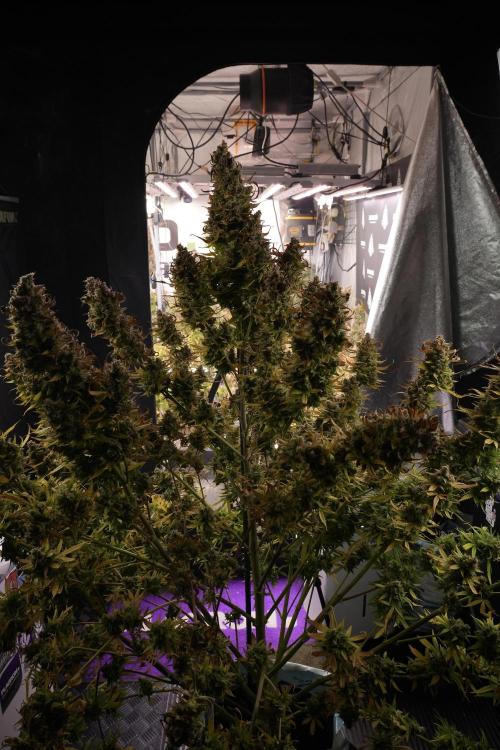 Lemon Cherry Gelato YumYum. Week 14 - Lemon Cherry Gelato no veg 12-12 from seed studio and harvest times 