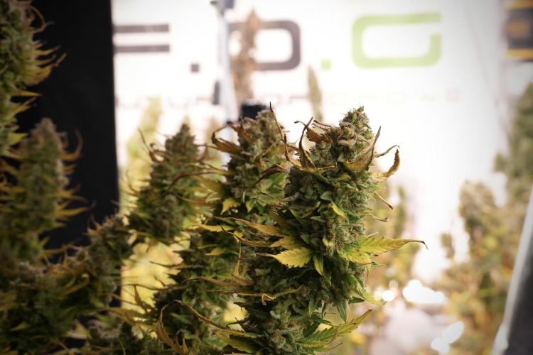 Lemon Cherry Gelato YumYum. Week 14 - Lemon Cherry Gelato no veg 12-12 from seed studio and harvest times 
