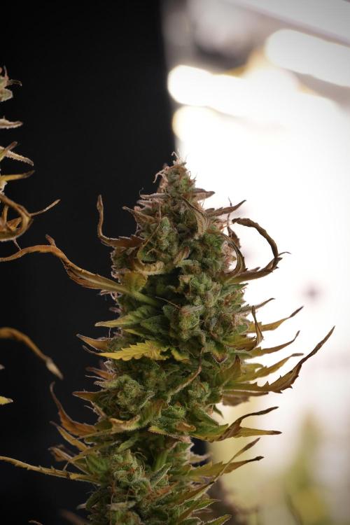 Lemon Cherry Gelato YumYum. Week 14 - Lemon Cherry Gelato no veg 12-12 from seed studio and harvest times 