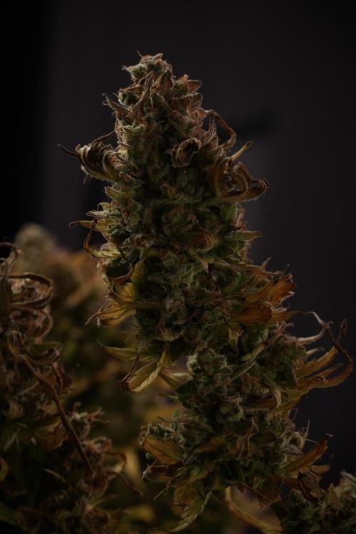Lemon Cherry Gelato YumYum. Week 14 - Lemon Cherry Gelato no veg 12-12 from seed studio and harvest times 