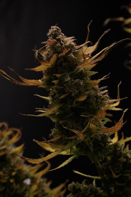 Lemon Cherry Gelato YumYum. Week 14 - Lemon Cherry Gelato no veg 12-12 from seed studio and harvest times 
