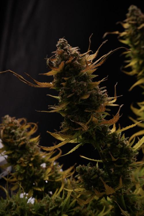 Lemon Cherry Gelato YumYum. Week 14 - Lemon Cherry Gelato no veg 12-12 from seed studio and harvest times 