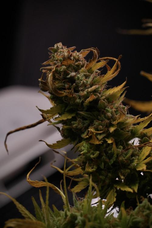 Lemon Cherry Gelato YumYum. Week 14 - Lemon Cherry Gelato no veg 12-12 from seed studio and harvest times 