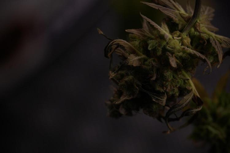 Lemon Cherry Gelato YumYum. Week 14 - Lemon Cherry Gelato no veg 12-12 from seed studio and harvest times 