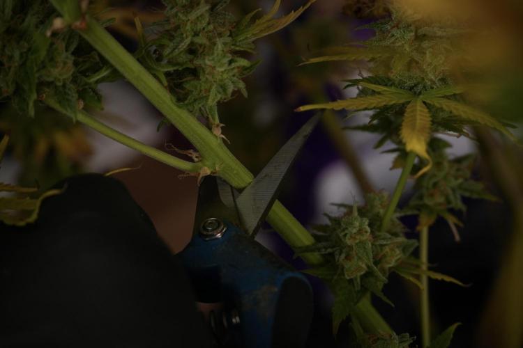 Lemon Cherry Gelato YumYum. Week 14 - Lemon Cherry Gelato no veg 12-12 from seed studio and harvest times 
