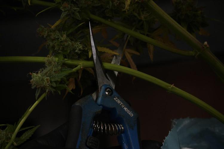Lemon Cherry Gelato YumYum. Week 14 - Lemon Cherry Gelato no veg 12-12 from seed studio and harvest times 