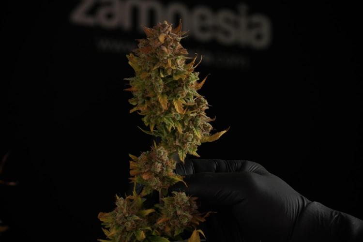 Lemon Cherry Gelato YumYum. Week 14 - Lemon Cherry Gelato no veg 12-12 from seed studio and harvest times 