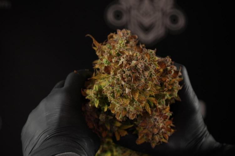 Lemon Cherry Gelato YumYum. Week 14 - Lemon Cherry Gelato no veg 12-12 from seed studio and harvest times 
