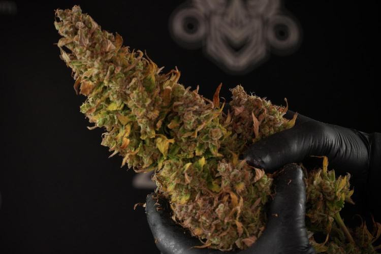 Lemon Cherry Gelato YumYum. Week 14 - Lemon Cherry Gelato no veg 12-12 from seed studio and harvest times 