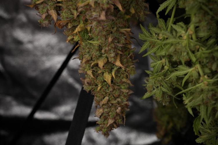 Lemon Cherry Gelato YumYum. Week 14 - Lemon Cherry Gelato no veg 12-12 from seed studio and harvest times 