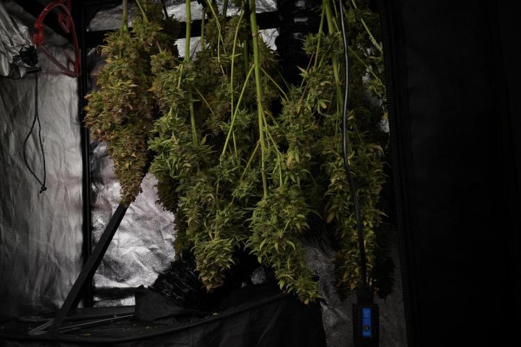 Lemon Cherry Gelato YumYum. Week 14 - Lemon Cherry Gelato no veg 12-12 from seed studio and harvest times 