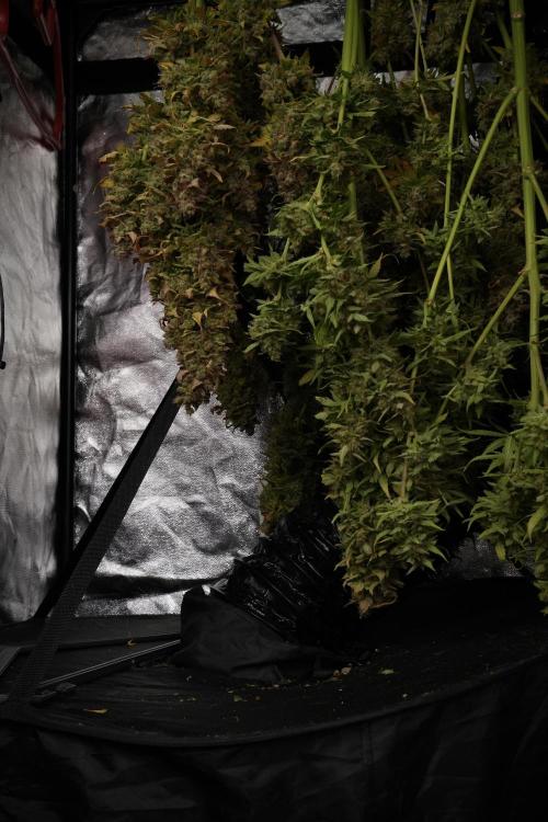 Lemon Cherry Gelato YumYum. Week 14 - Lemon Cherry Gelato no veg 12-12 from seed studio and harvest times 