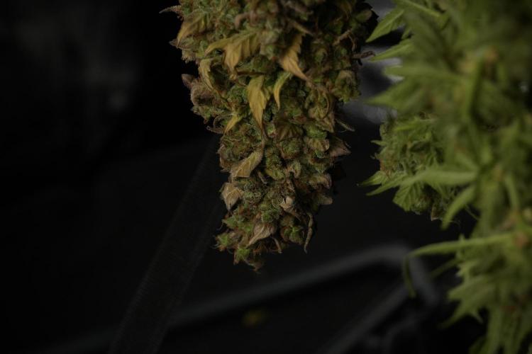 Lemon Cherry Gelato YumYum. Week 14 - Lemon Cherry Gelato no veg 12-12 from seed studio and harvest times 
