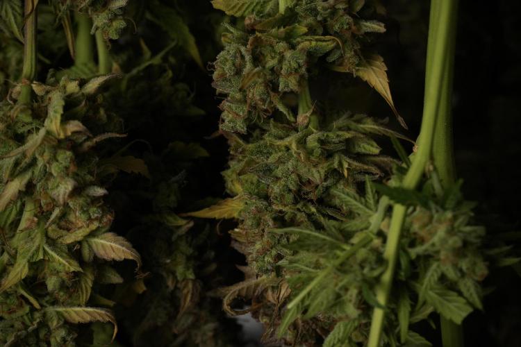Lemon Cherry Gelato YumYum. Week 14 - Lemon Cherry Gelato no veg 12-12 from seed studio and harvest times 