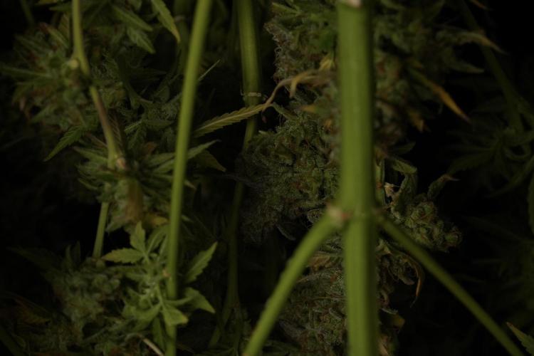 Lemon Cherry Gelato YumYum. Week 14 - Lemon Cherry Gelato no veg 12-12 from seed studio and harvest times 