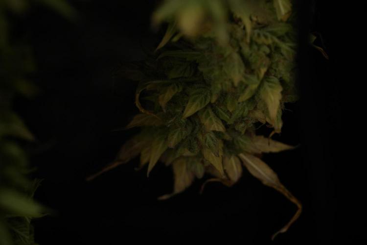Lemon Cherry Gelato YumYum. Week 14 - Lemon Cherry Gelato no veg 12-12 from seed studio and harvest times 
