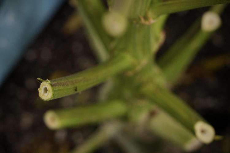 Lemon Cherry Gelato YumYum. Week 14 - Lemon Cherry Gelato Bones  