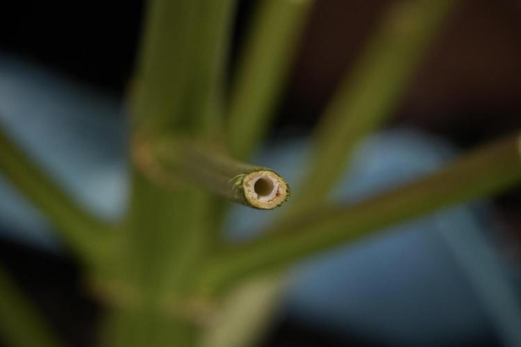 Lemon Cherry Gelato YumYum. Week 14 - Lemon Cherry Gelato Bones  