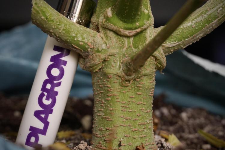 Lemon Cherry Gelato YumYum. Week 14 - Lemon Cherry Gelato Bones  