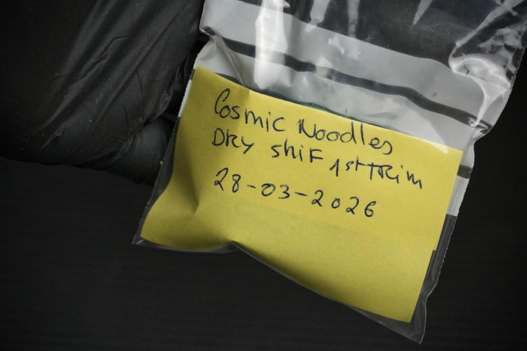 Cosmic Noodles a Zamnesia Dish. Week 14 - collecting Trim dry shift 