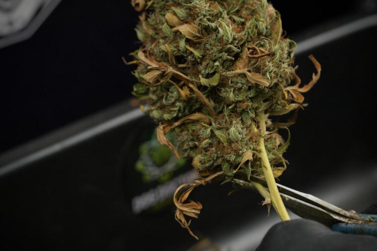 Cosmic Noodles a Zamnesia Dish. Week 14 - Cosmic Noodles Trimming Day