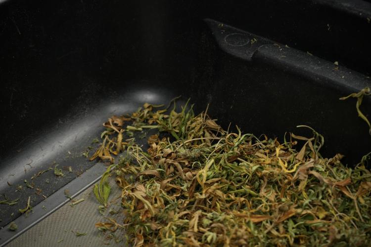 Cosmic Noodles a Zamnesia Dish. Week 14 - Cosmic Noodles Trimming Day