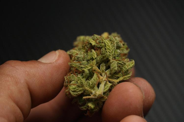 Cosmic Noodles a Zamnesia Dish. Week 14 - Bud cured for over a month 