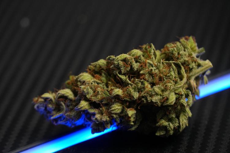 Cosmic Noodles a Zamnesia Dish. Week 14 - Bud cured for over a month 