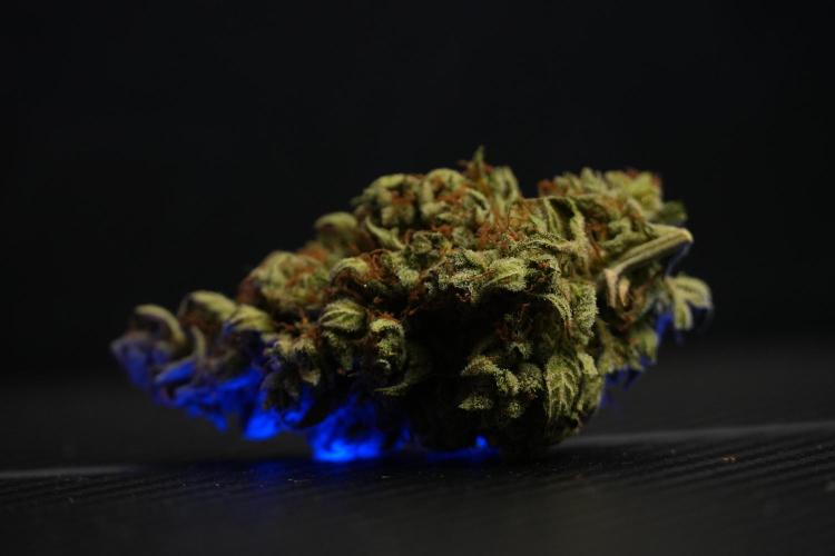 Cosmic Noodles a Zamnesia Dish. Week 14 - Bud cured for over a month 