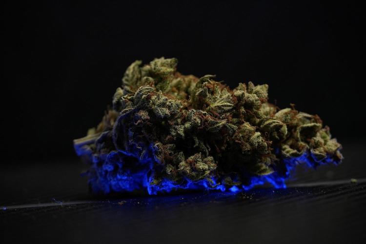 Cosmic Noodles a Zamnesia Dish. Week 14 - Bud cured for over a month 